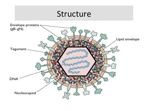 hermes simplex1 2ahsvg|herpes simplex infection wikipedia.